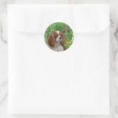 Cavalier King Charles Spaniel Sticker (Tas)