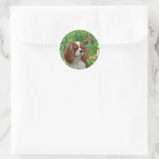 Cavalier King Charles Spaniel Sticker (Tas)