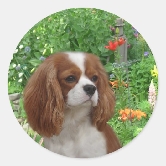 Cavalier King Charles Spaniel Sticker (Voorkant)