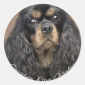 Cavalier King Charles Spaniel Stickers (Voorkant)