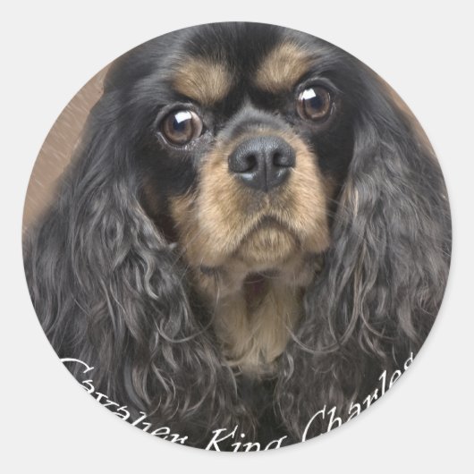Cavalier King Charles Spaniel Stickers (Voorkant)