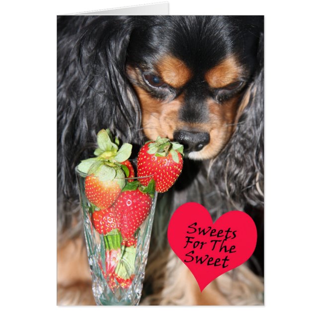 Cavalier King Charles Spaniel Strawberries Kaart (Voorkant)