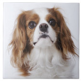 Cavalier King Charles Spaniel Tegeltje (Voorkant)