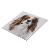 Cavalier King Charles Spaniel Tegeltje (Zijkant)