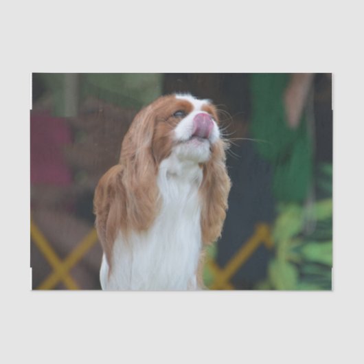 Cavalier King Charles Spaniel Tissuepapier (Voorkant)
