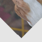 Cavalier King Charles Spaniel Tissuepapier (Detail)