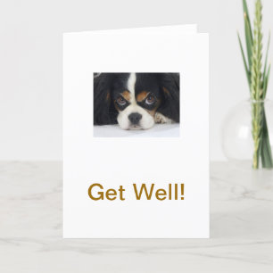 Cavalier King Charles Spaniel Tri Get Well Kaart
