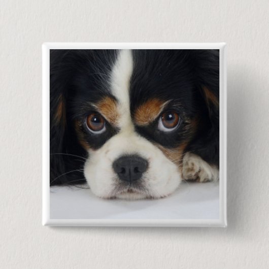 Cavalier King Charles Spaniel Tri Pin Vierkante Button 5,1 Cm (Voorkant)