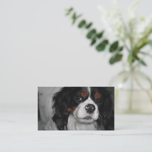 cavalier king charles spaniel tri visitekaartje (Staand voorkant)