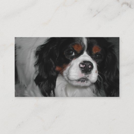 cavalier king charles spaniel tri visitekaartje (Voorkant)