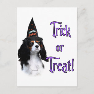 Cavalier King Charles Spaniel Trick Briefkaart