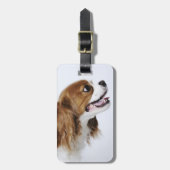 Cavalier King Charles Spaniel, uitzicht zijkant Bagagelabel (Voorkant verticaal)