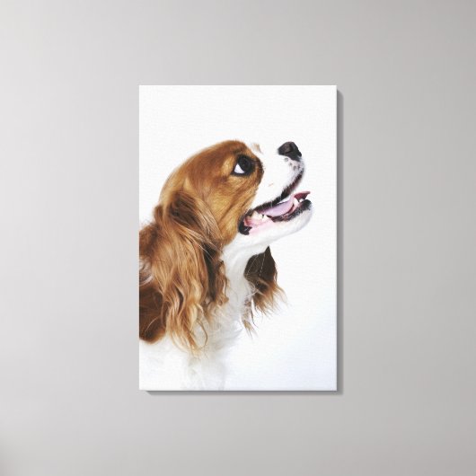 Cavalier King Charles Spaniel, uitzicht zijkant Canvas Afdruk (Voorkant)