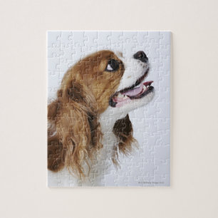 Cavalier King Charles Spaniel, uitzicht zijkant Legpuzzel