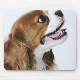 Cavalier King Charles Spaniel, uitzicht zijkant Muismat