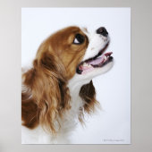 Cavalier King Charles Spaniel, uitzicht zijkant Poster (Voorkant)
