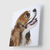 Cavalier King Charles Spaniel, uitzicht zijkant Vierkante Klok (Hoek)