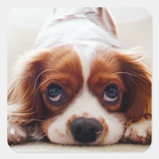 Cavalier King Charles Spaniel Vierkante Sticker (Voorkant)