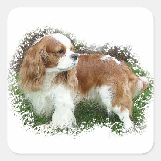 Cavalier King Charles Spaniel Vierkante Sticker (Voorkant)