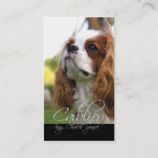 Cavalier King Charles Spaniel Visitekaartjes (Voorkant)
