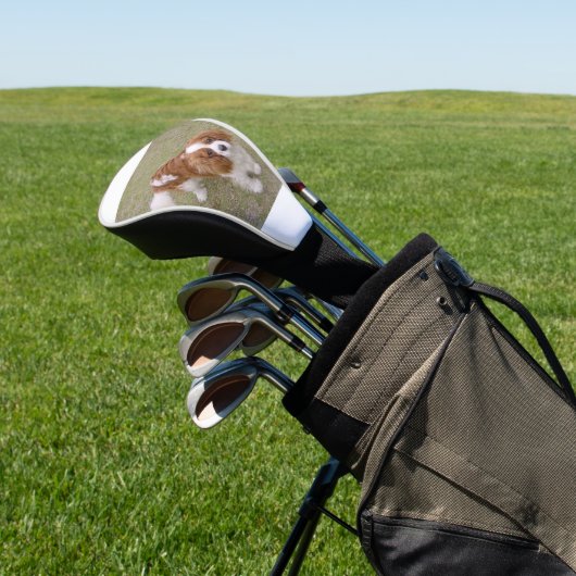 Cavalier-king-charles-spaniel, vol golfheadcover (Insitu)
