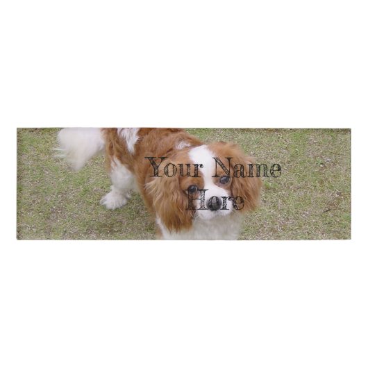Cavalier-king-charles-spaniel, vol naambadge (Voorkant)