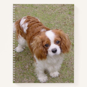 Cavalier-king-charles-spaniel, vol notitieboek
