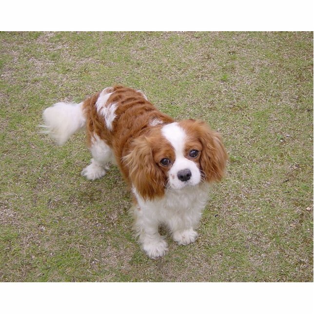 Cavalier-king-charles-spaniel, vol staand fotobeeldje  (Voorkant)
