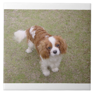 Cavalier-king-charles-spaniel, vol tegeltje