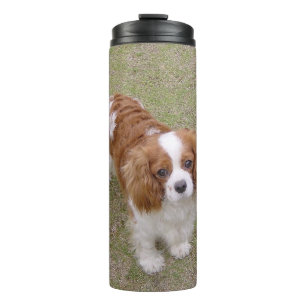 Cavalier-king-charles-spaniel, vol thermosbeker