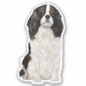 Cavalier King Charles Spaniel Waterverf Sticker (Voorkant)