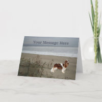 Cavalier King Charles Spaniel Wenskaart