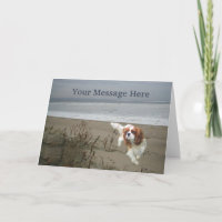 Cavalier King Charles Spaniel Wenskaart