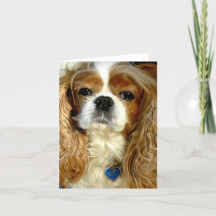 Cavalier King Charles Spaniel Wenskaart Kaart