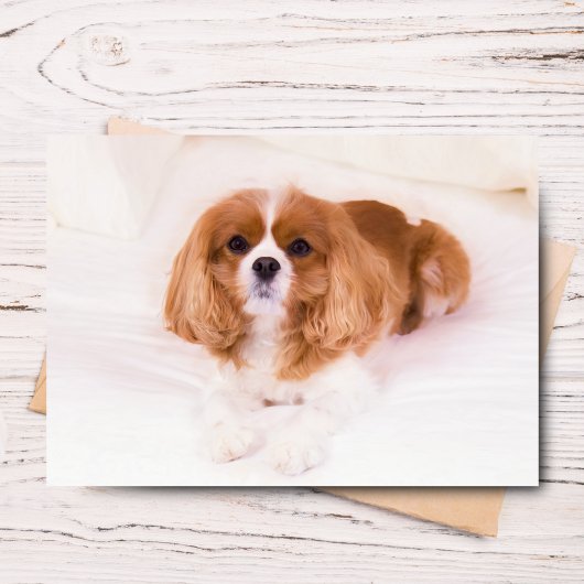 Cavalier King Charles Spaniel Wenskaart Kaart