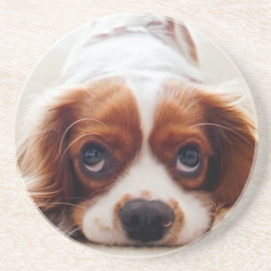 Cavalier King Charles Spaniel Zandsteen Onderzetter
