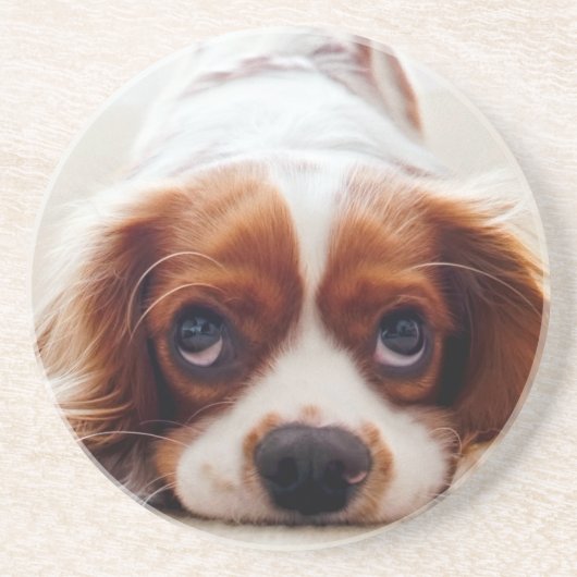 Cavalier King Charles Spaniel Zandsteen Onderzetter (Voorkant)