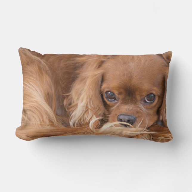 Cavalier King Charles Spaniel ziet uit naar je pil Kussen (Voorkant)