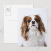 Cavalier King Charles Spaniel zit in studio Briefkaart (Voorkant / Achterkant)