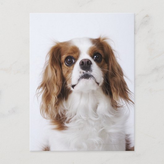 Cavalier King Charles Spaniel zit in studio Briefkaart (Voorkant)