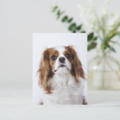 Cavalier King Charles Spaniel zit in studio Briefkaart (Staand voorkant)