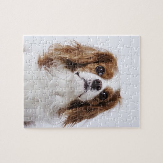 Cavalier King Charles Spaniel zit in studio Legpuzzel (Horizontaal)