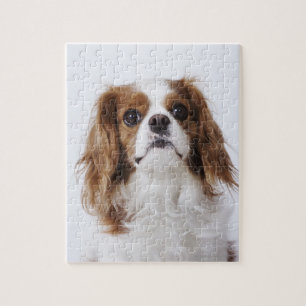 Cavalier King Charles Spaniel zit in studio Legpuzzel