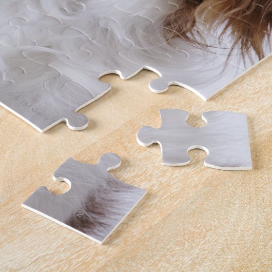 Cavalier King Charles Spaniel zit in studio Legpuzzel (Zijkant)