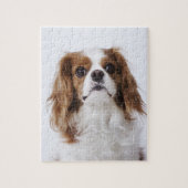 Cavalier King Charles Spaniel zit in studio Legpuzzel (Verticaal)