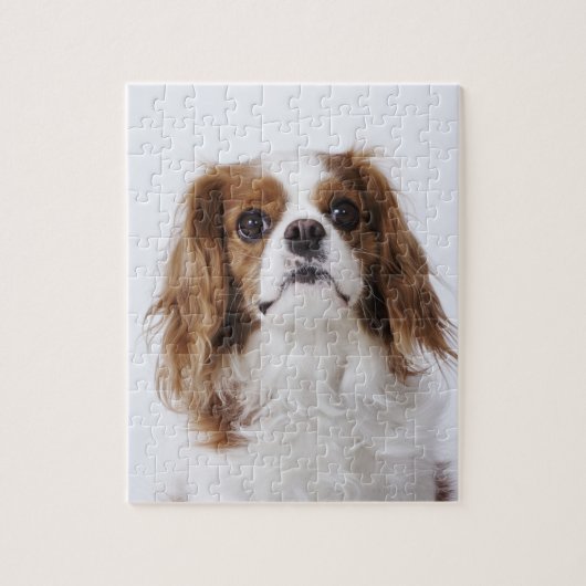Cavalier King Charles Spaniel zit in studio Legpuzzel (Verticaal)
