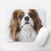 Cavalier King Charles Spaniel zit in studio Muismat (Met muis)