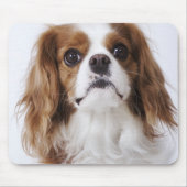 Cavalier King Charles Spaniel zit in studio Muismat (Voorkant)