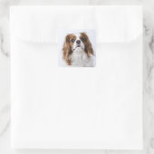 Cavalier King Charles Spaniel zit in studio Vierkante Sticker (Tas)