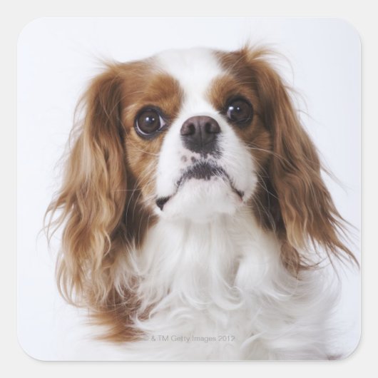 Cavalier King Charles Spaniel zit in studio Vierkante Sticker (Voorkant)